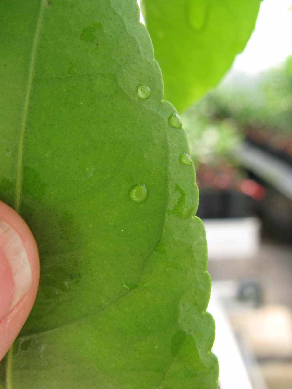              Margin (Phillip Rucks Citrus Nursery, Frostproof, FL)       